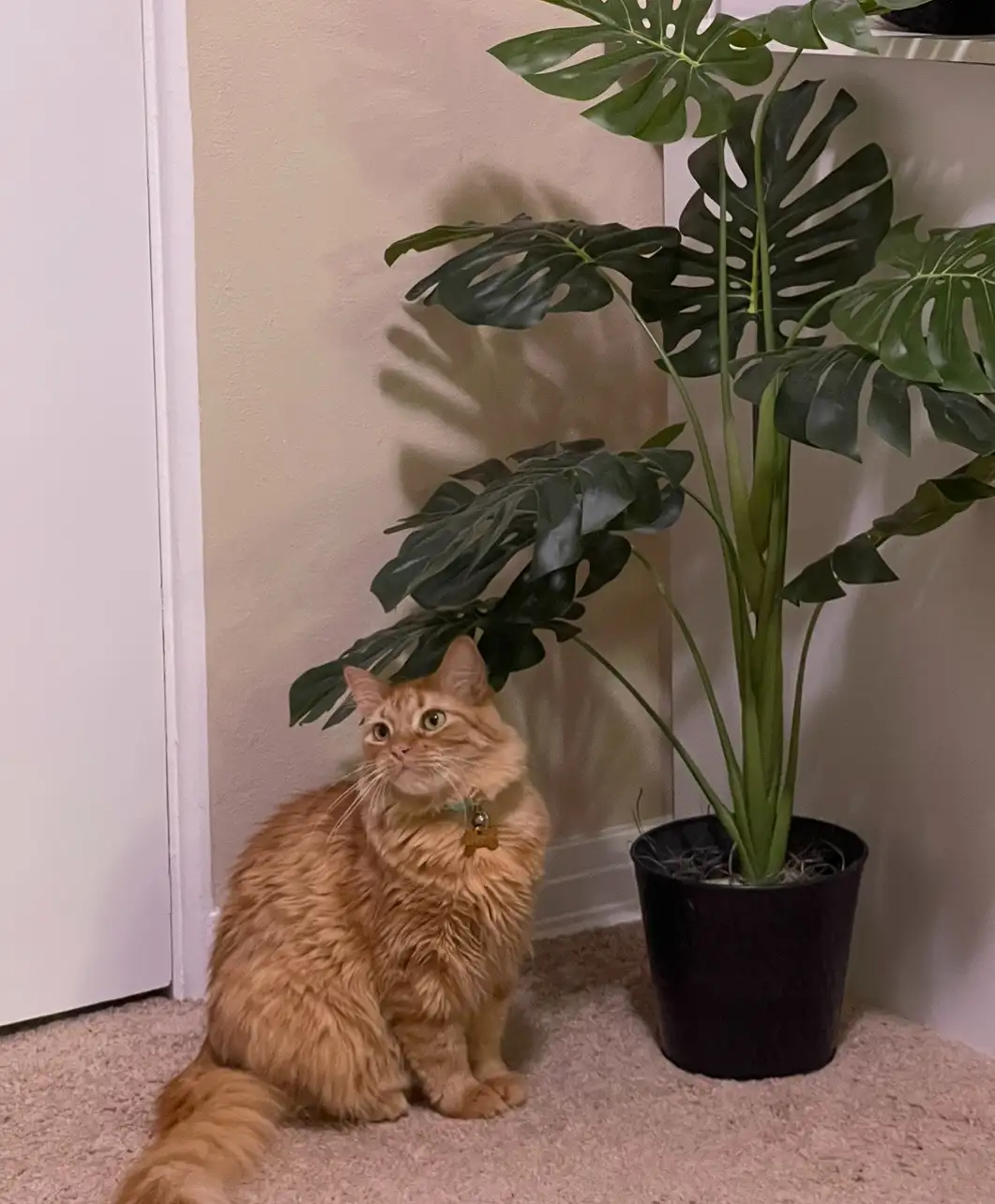 A fluffy orange cat sits on a carpeted floor next to a large potted monstera plant, looking upward with wide eyes. The cat…