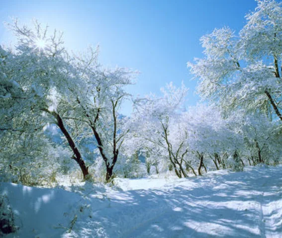 A bright, sunny winter scene with snow-covered trees and a clear blue sky, overlaid with the text 'it's not snowing, it's…