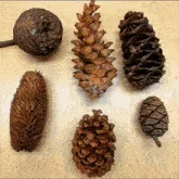 Six images show pine cones in various forms: scattered on a surface, clustered together, hanging from a tree, in a pile…