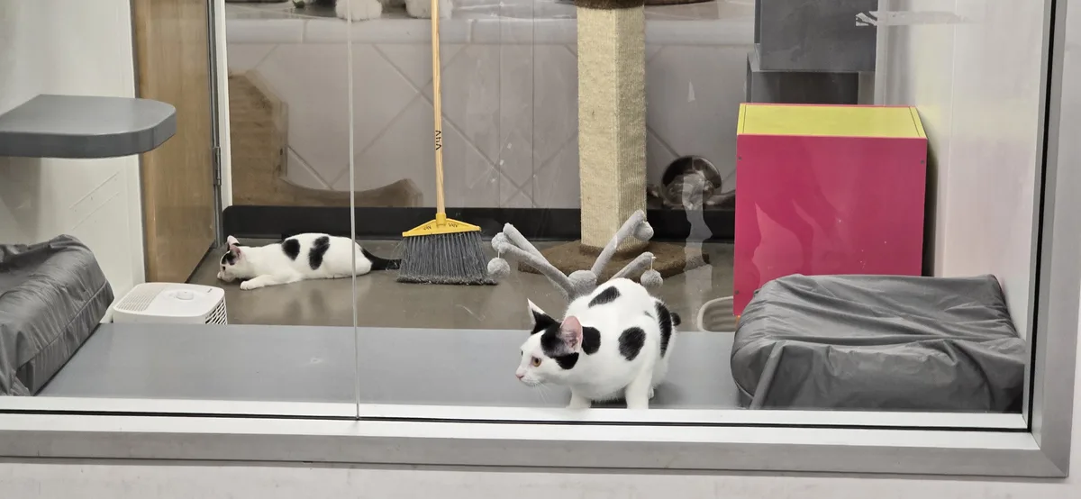 Two black-and-white cats are inside a glass-enclosed cat play area with beds, a scratching post, and a broom. One cat lies…