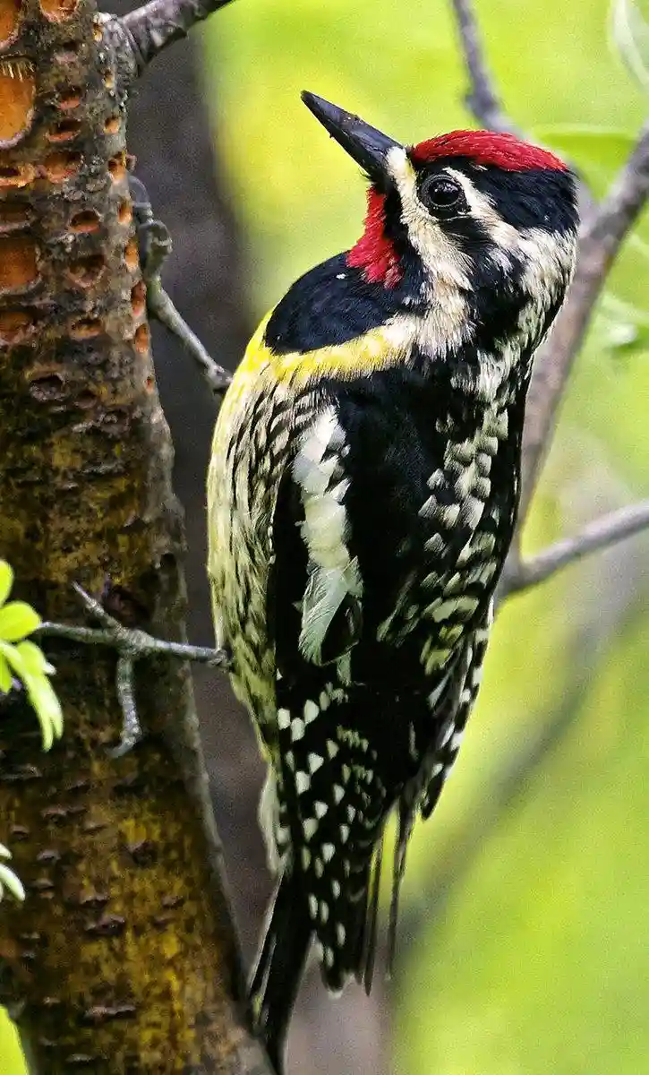 A yellow-bellied sapsucker perches on a tree trunk riddled with holes, its black-and-white speckled body and red crown…