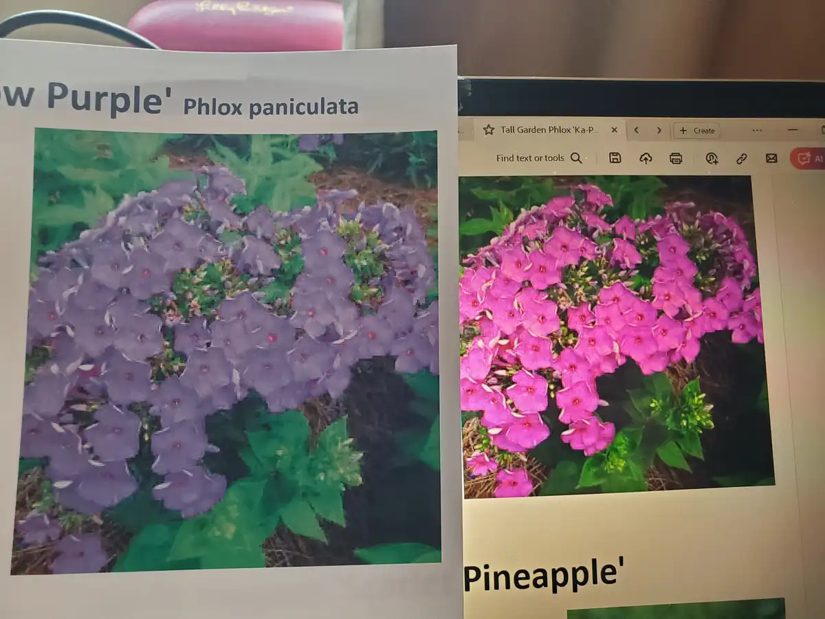 A printed plant catalog page showing 'New Purple' Phlox paniculata with light purple flowers sits next to a laptop screen…