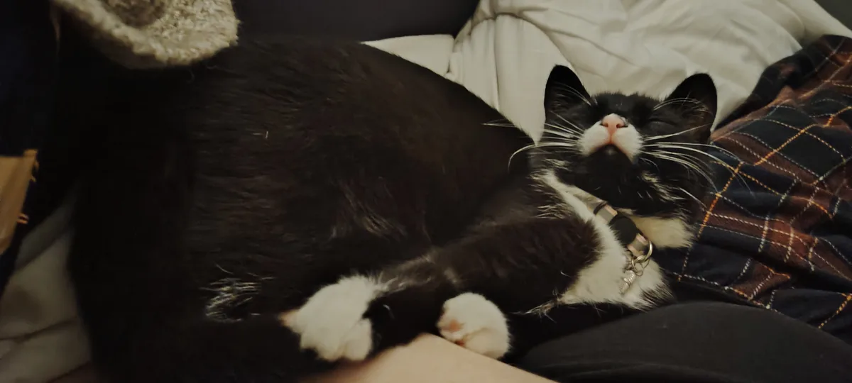 A black and white cat is sleeping soundly on a person's lap, surrounded by blankets and pillows. The cat has its eyes closed…