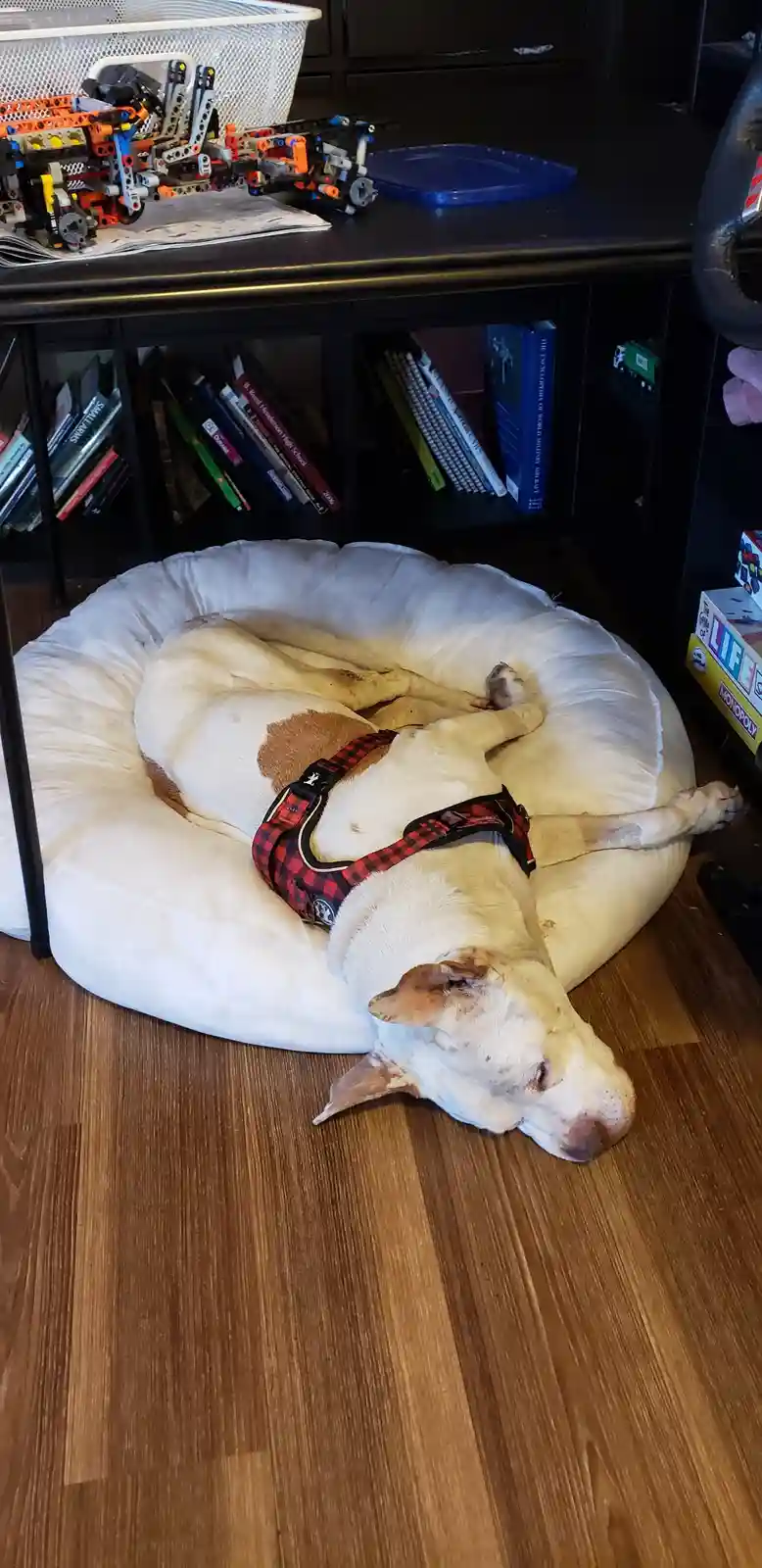 A white dog with a brown patch sleeps curled up in a white circular dog bed on a wooden floor. The dog wears a red and black…