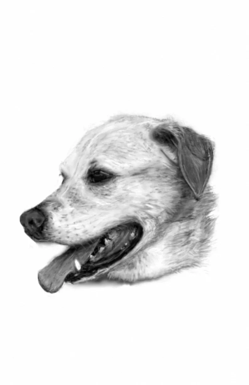 Can we ever have enough adorable dogs?