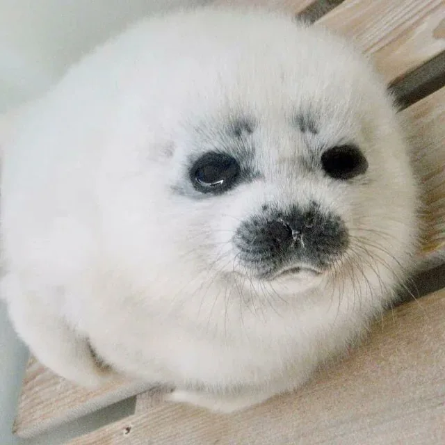 A close-up photo of a fluffy white baby seal pup with large dark eyes and a black nose, looking directly at the camera with…