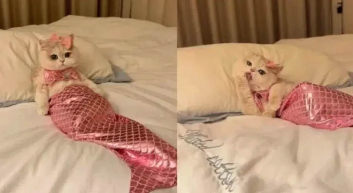 A split-screen image shows a fluffy, light-colored cat wearing a pink mermaid tail blanket and a matching pink bow. In the…