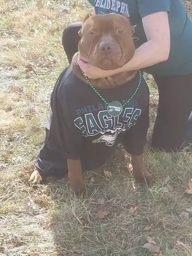 A brown pit bull dog sits on grass wearing a black Philadelphia Eagles t-shirt and a green beaded necklace with an…
