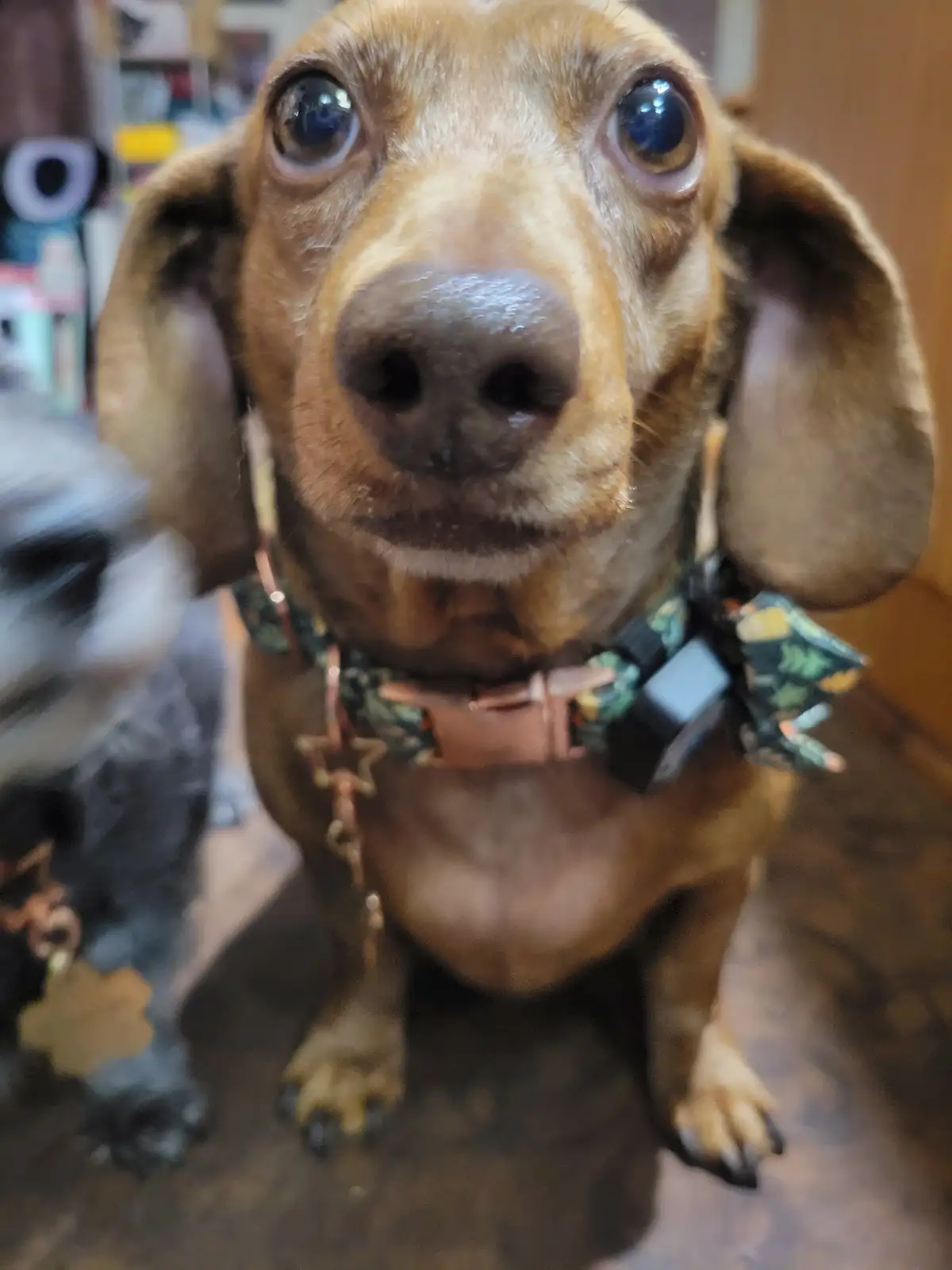 A close-up photo of a brown dachshund with large, expressive eyes looking directly at the camera, wearing a patterned…