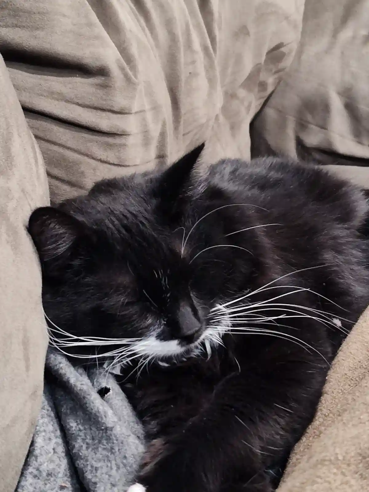 A black cat with white whiskers and a white muzzle is curled up sleeping on a beige couch, partially covered by a grey…