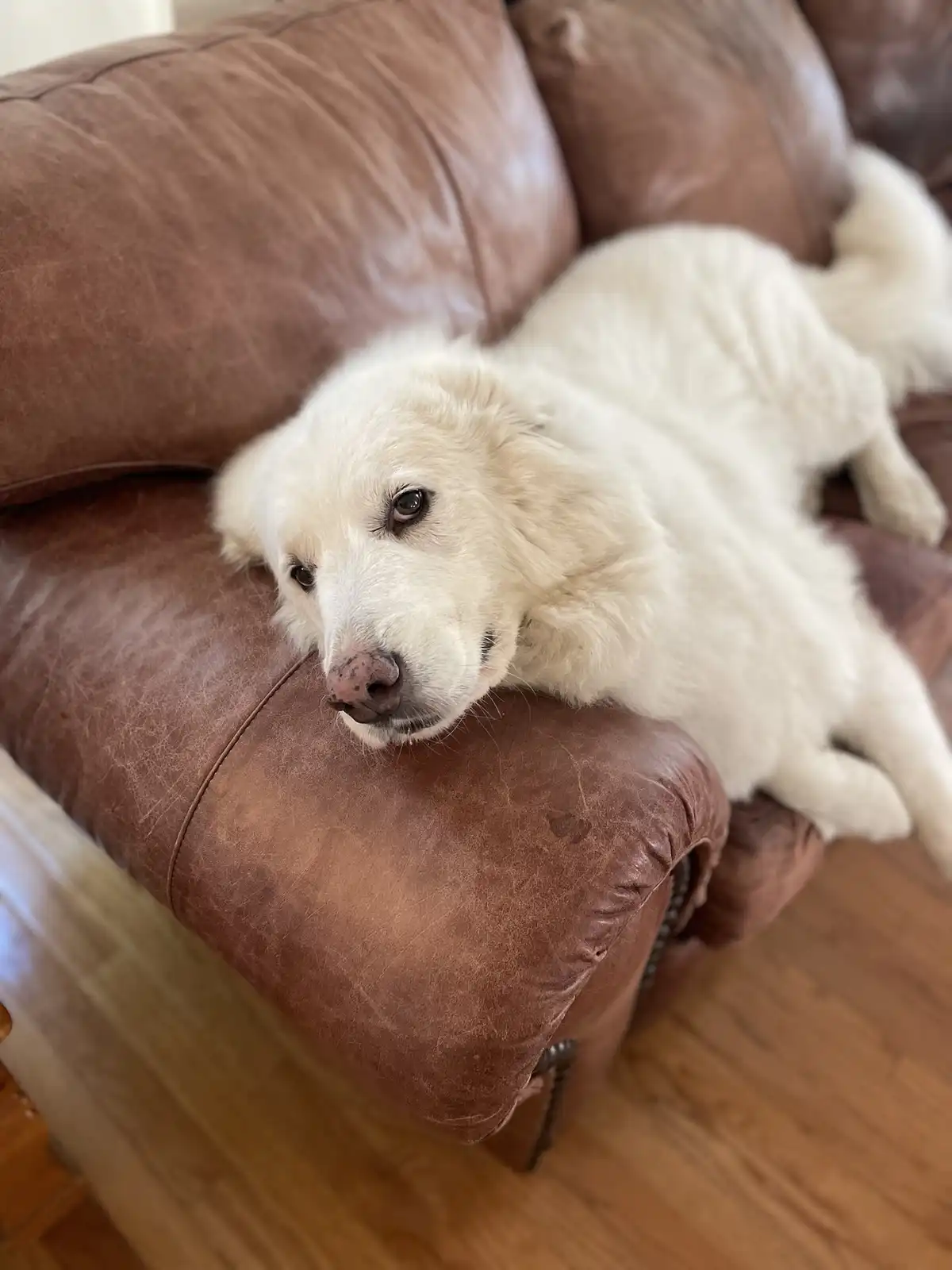 A fluffy white dog is lying on a brown leather couch, looking directly at the camera with a tired, unimpressed expression…