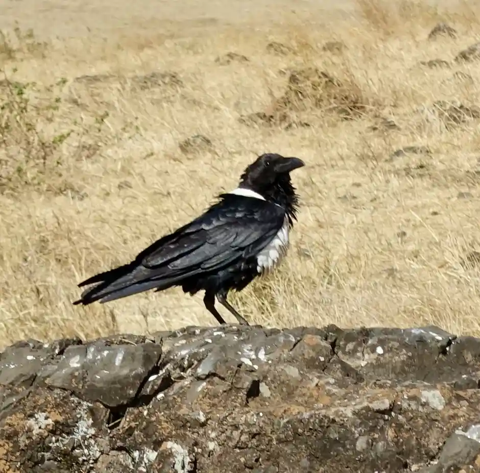 A black bird with a distinct white collar stands on a rocky surface against a backdrop of dry, yellow grass. The bird is…