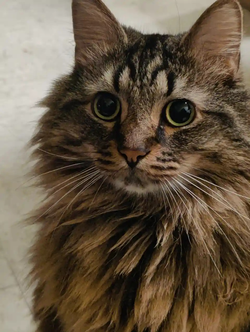 A close-up photo of a fluffy, long-haired tabby cat with wide, round green eyes staring directly at the camera, set against…