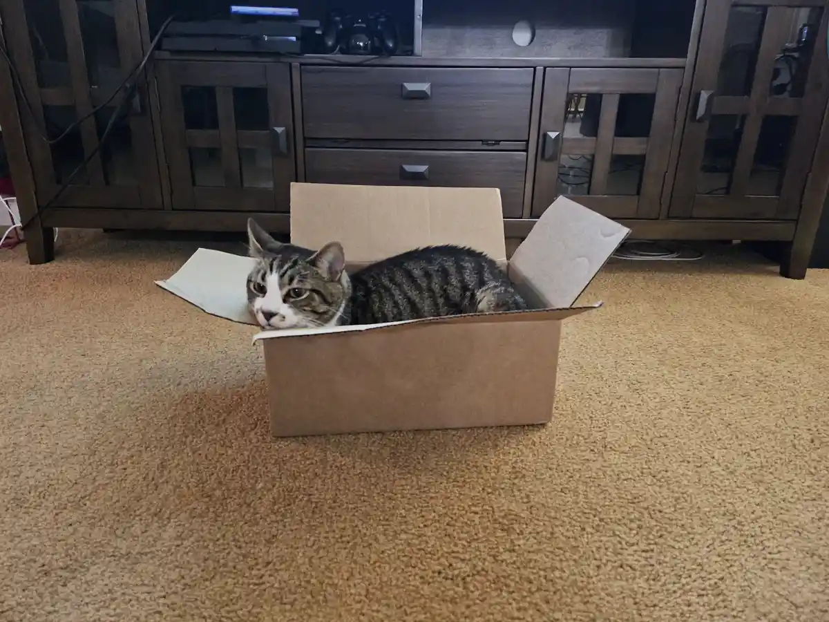 Curious Cat Exploring a Cozy Box
