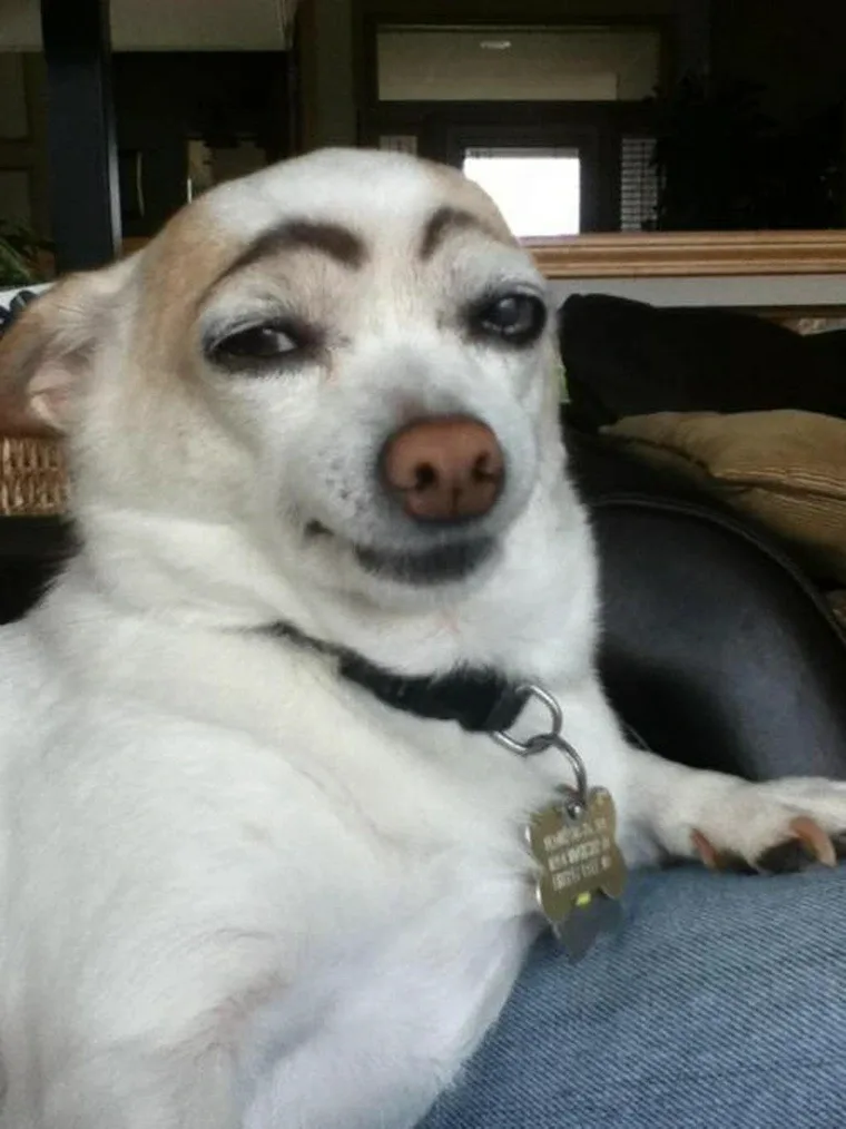 a close-up photo of a white dog with digitally added thick, arched eyebrows and droopy eyes, sitting on a blue couch. The…