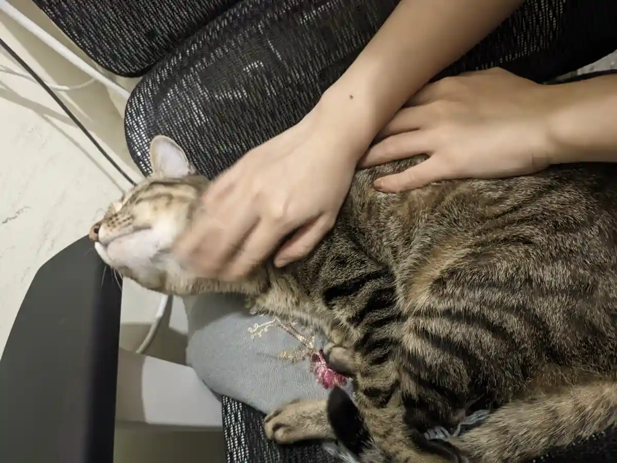 Just a Cat Being Its Adorable Self