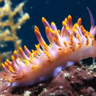A six-panel image sequence shows a colorful, orange-tipped, purple-tipped sea slug (nudibranch) slowly crawling across a…