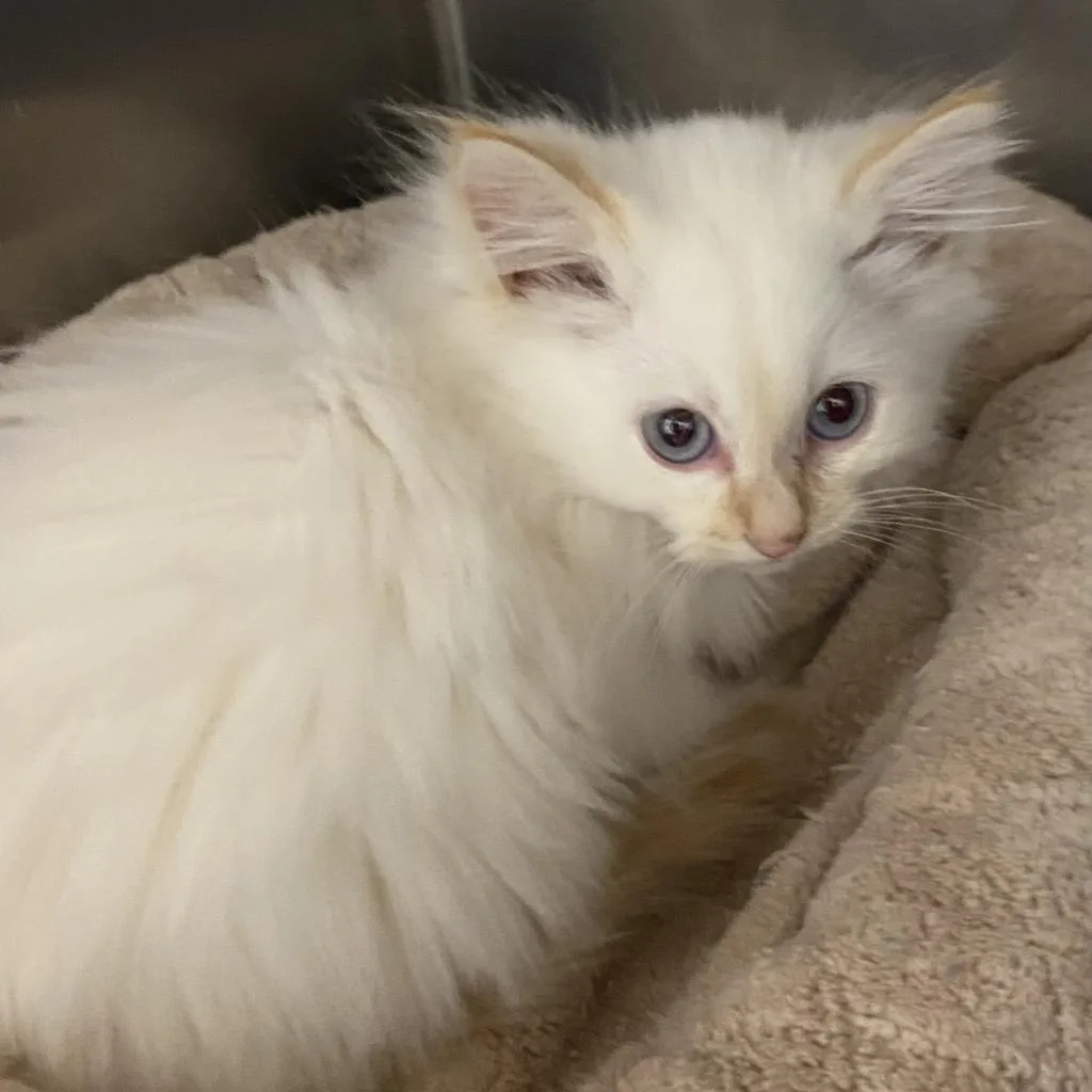 Meet Our New Kitten: The First Photo!