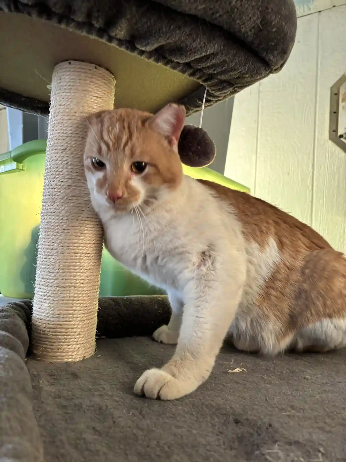 Meet Buddy: The Newest Addition to the Family
