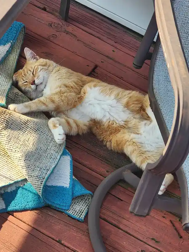 An orange and white tabby cat is lying on its back on a red wooden deck, appearing deeply asleep with eyes closed and paws…