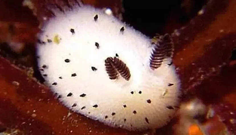 A close-up photo of a white, fuzzy sea slug with black spots and two striped, leaf-like appendages on its back, resting on…