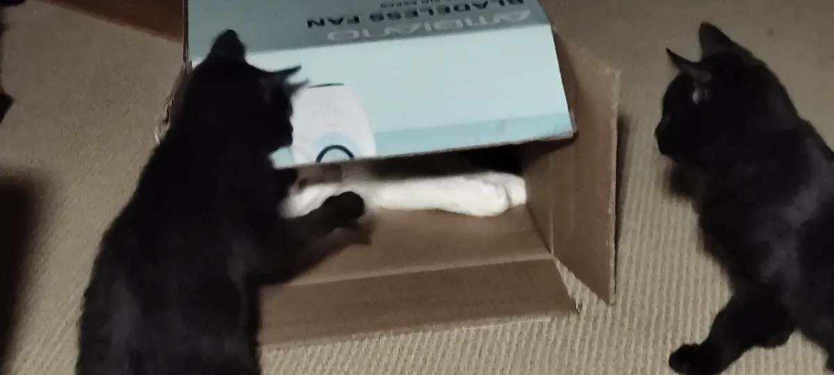Two black cats are near an open cardboard box labeled 'BLADELESS FAN'. One cat is inside the box, with only its white paws…