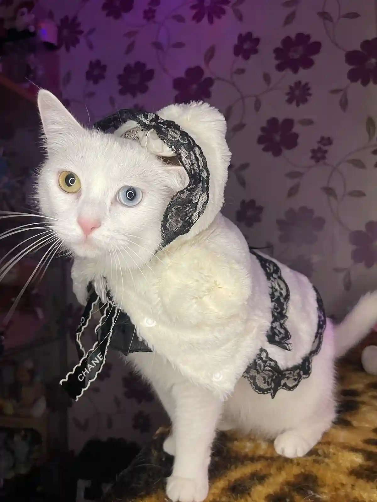 A white cat with one blue and one yellow eye wears a fluffy white outfit with black lace trim and a black lace headpiece. A…