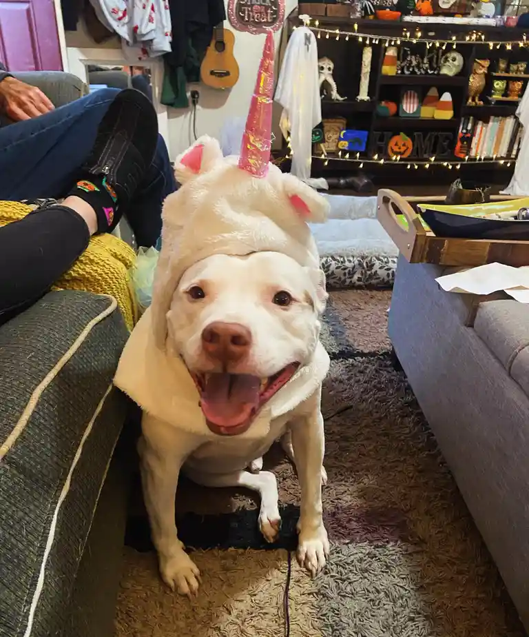 A white dog wearing a fluffy white unicorn costume with a pink glitter horn sits on a rug in a living room decorated for…