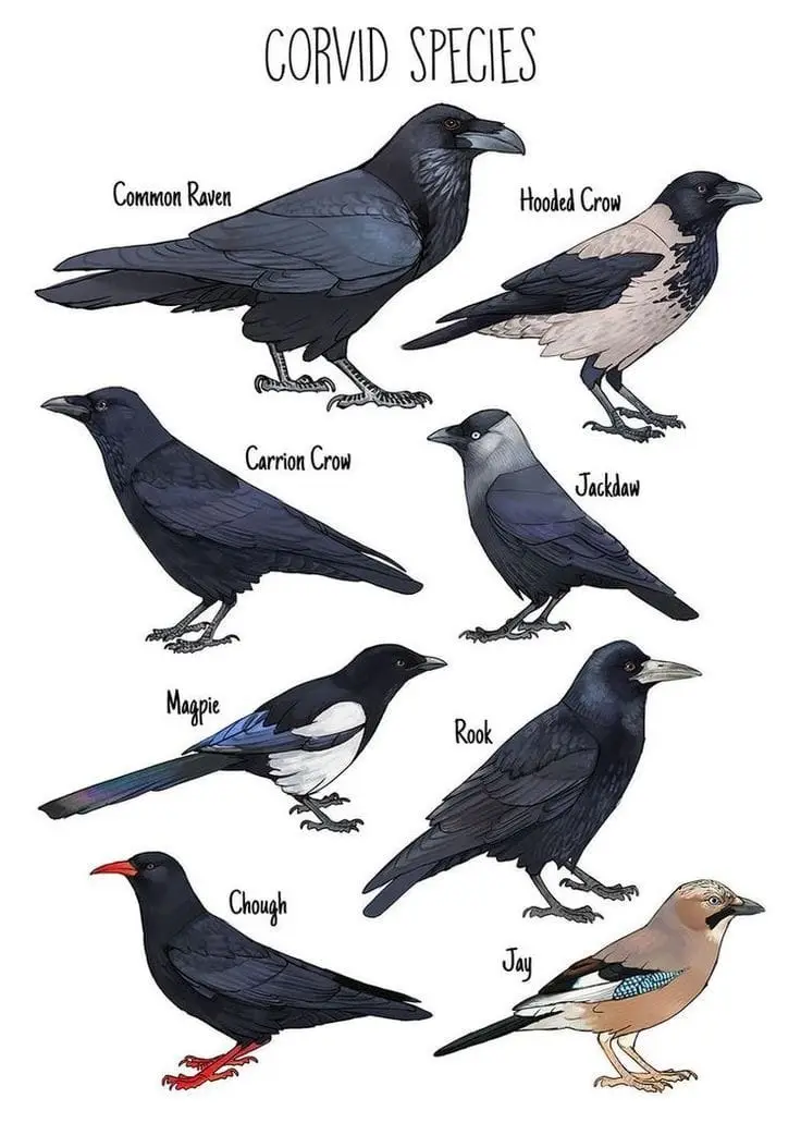 An illustrated chart showing eight different corvid bird species, each labeled with its common name: Common Raven, Hooded…