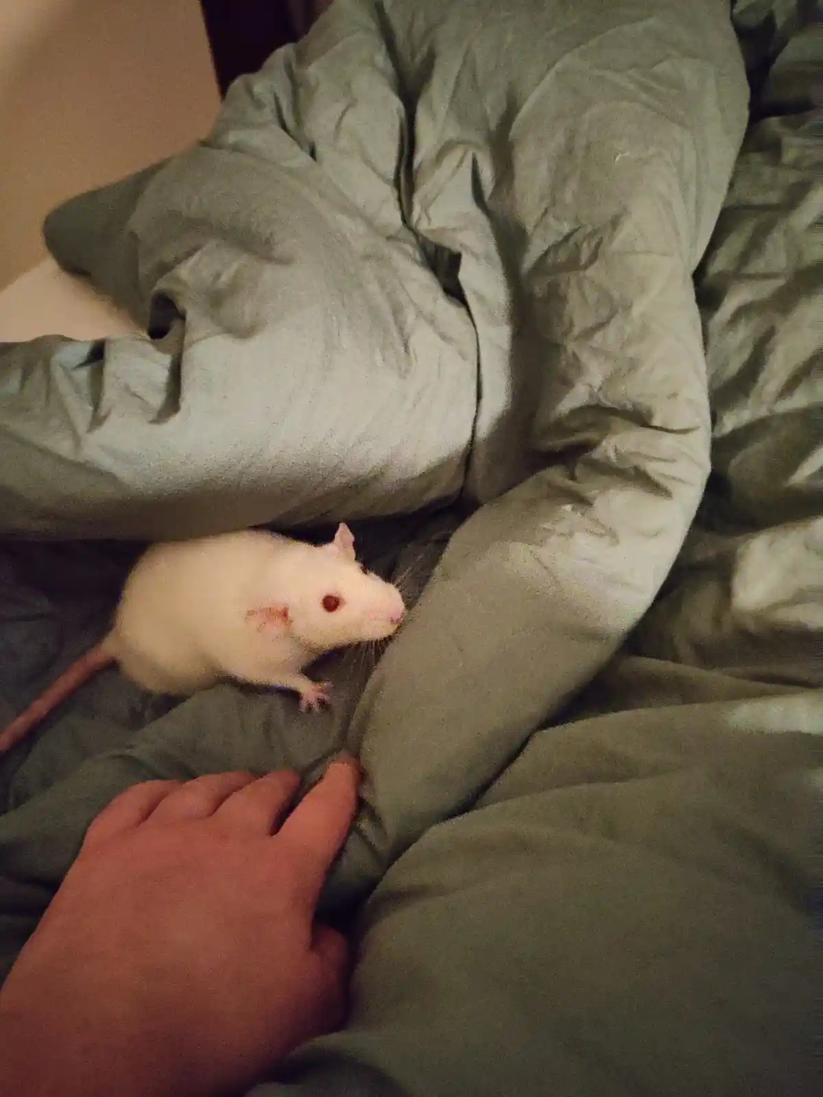 A small white rat with red eyes is peeking out from under a rumpled olive-green comforter on a bed, positioned near a…