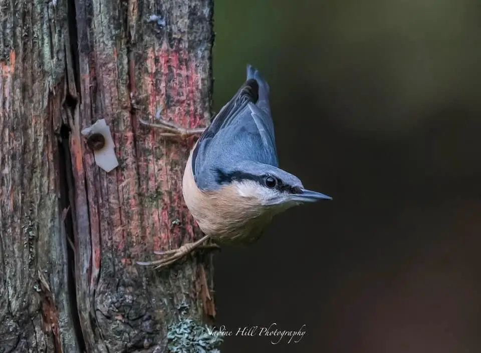 Spotting the Charming Nuthatch!