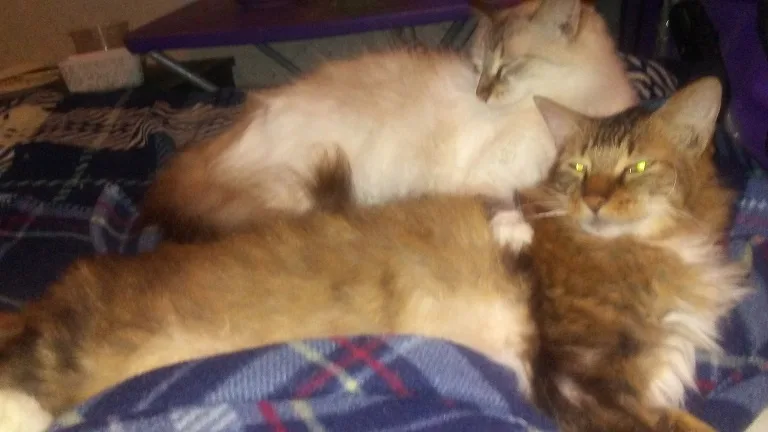 Brotherly Love: A Tale of Sibling Bonds