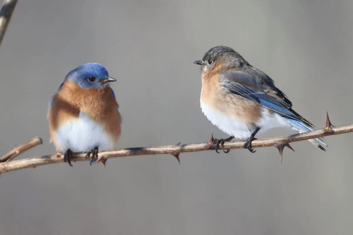 Two bluebirds sit on a thorny branch, facing each other. The bird on the left has a bright blue head and chest, while the…