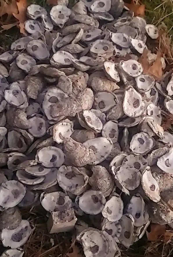A pile of discarded oyster shells scattered on grass and fallen leaves, with the overlaid text 'oysters' written in a simple…