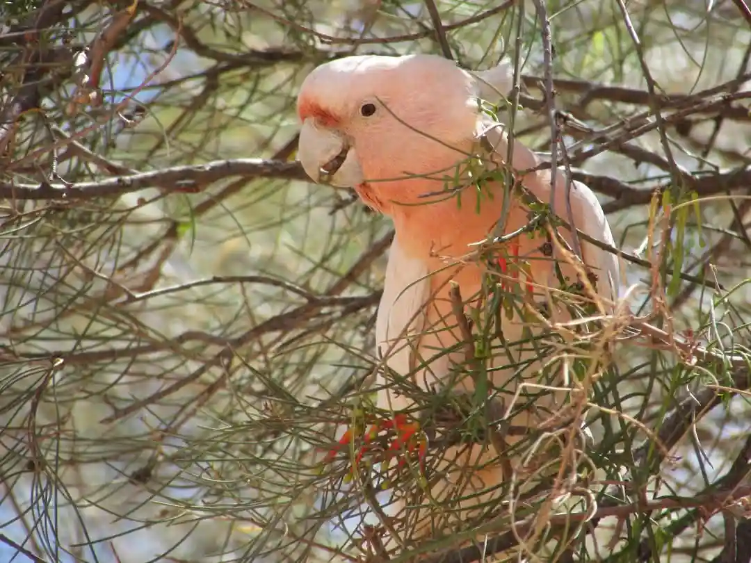 The Stunning Pink Cockatoo of Arrernte Lands in Central Australia