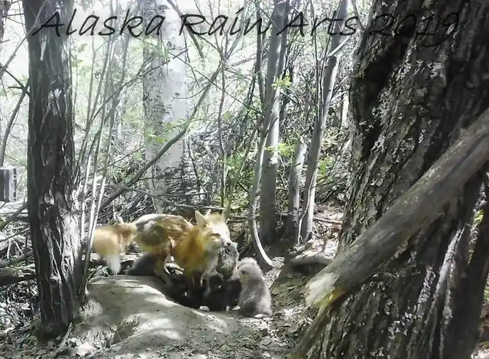 The Adorable Fox Family: Nature's Cuddly Creatures