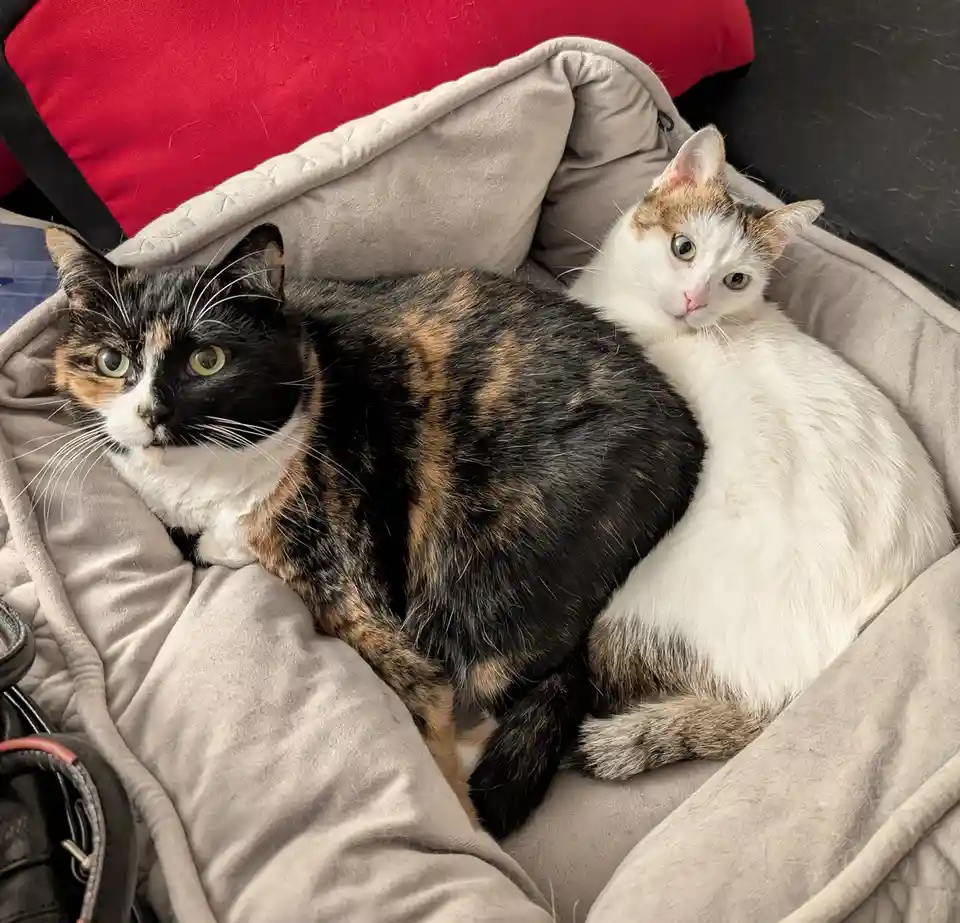 Two calico cats are curled up together in a grey pet bed, one with black, orange, and white fur looking directly at the…