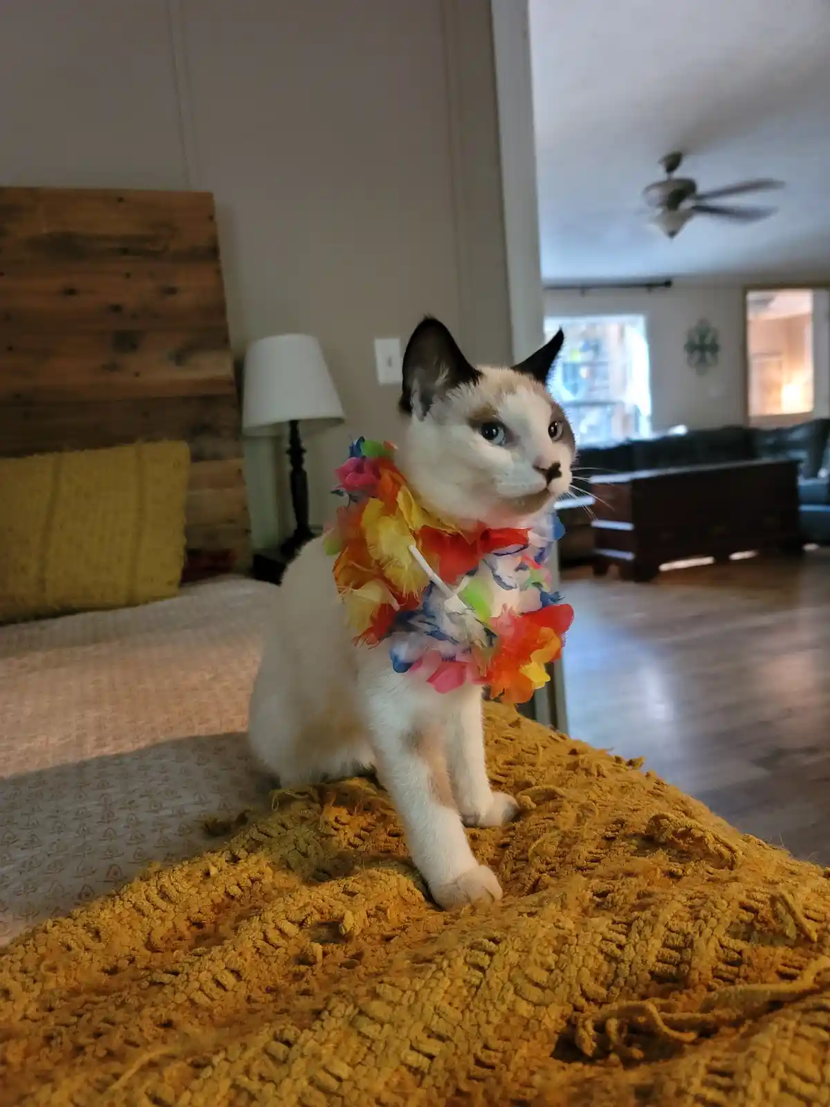 A white and black cat with blue eyes sits on a mustard-yellow crocheted blanket on a bed, wearing a colorful, frilly…