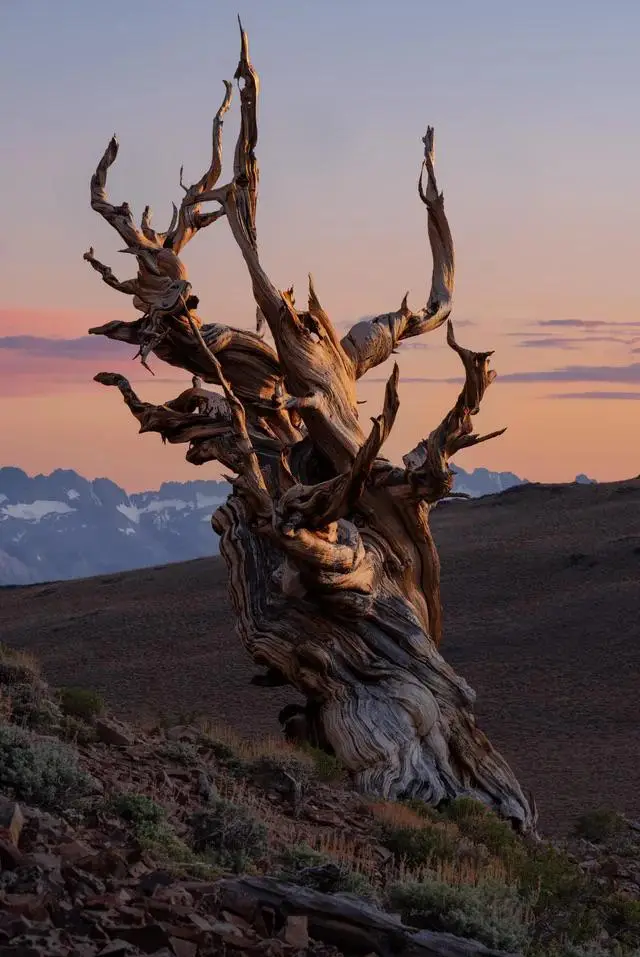 A gnarled, ancient, dead-looking tree stands alone on a rocky hillside at sunset, with snow-capped mountains visible in the…