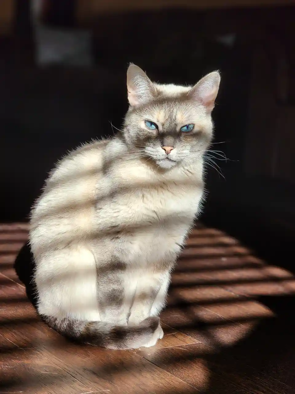 A light-colored cat with striking blue eyes sits upright on a wooden floor, looking directly at the camera with a serious…