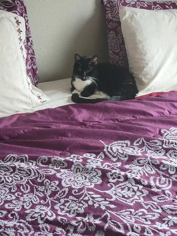 A black and white cat sits calmly on a bed with purple and white floral bedding, looking directly at the camera with a…