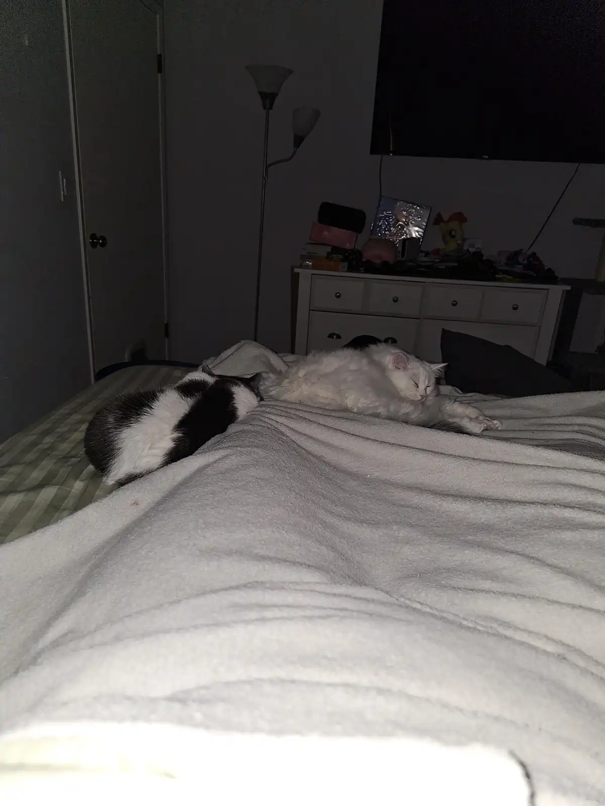 Two cats are sleeping on a bed in a dimly lit bedroom; one is black and white, curled up, the other is white and sprawled…