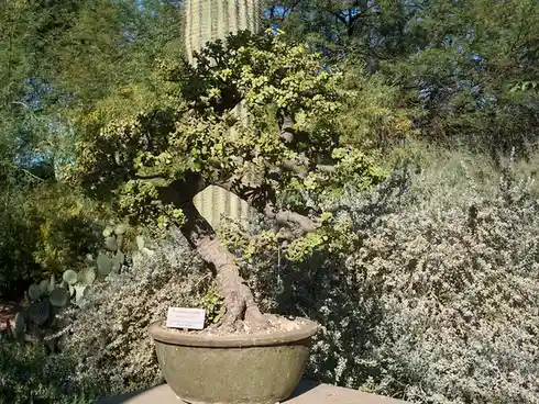 A potted Portulacaria afra plant, also known as elephant food, is shown in a large ceramic pot amidst desert flora including…