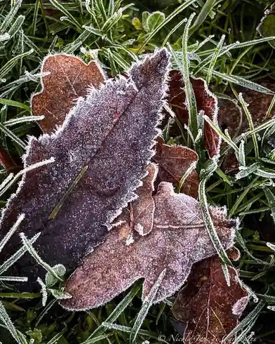 A Winter Wonderland: Everything Frosted Over