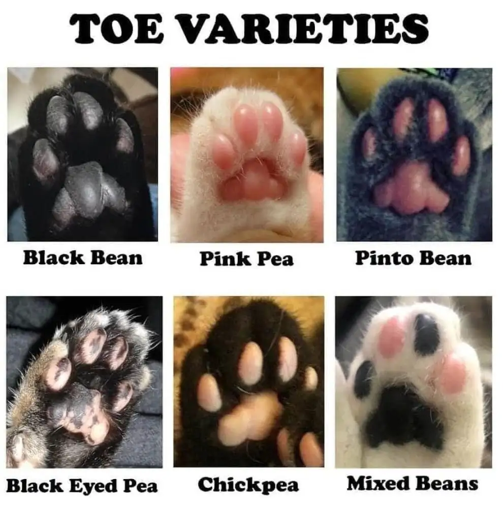A grid of six close-up photos of animal paws, each labeled with a food name. The top row shows a black paw labeled 'Black…