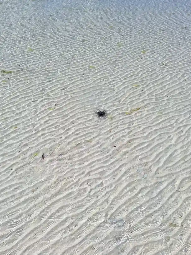 Stumbled Upon a Sea Urchin