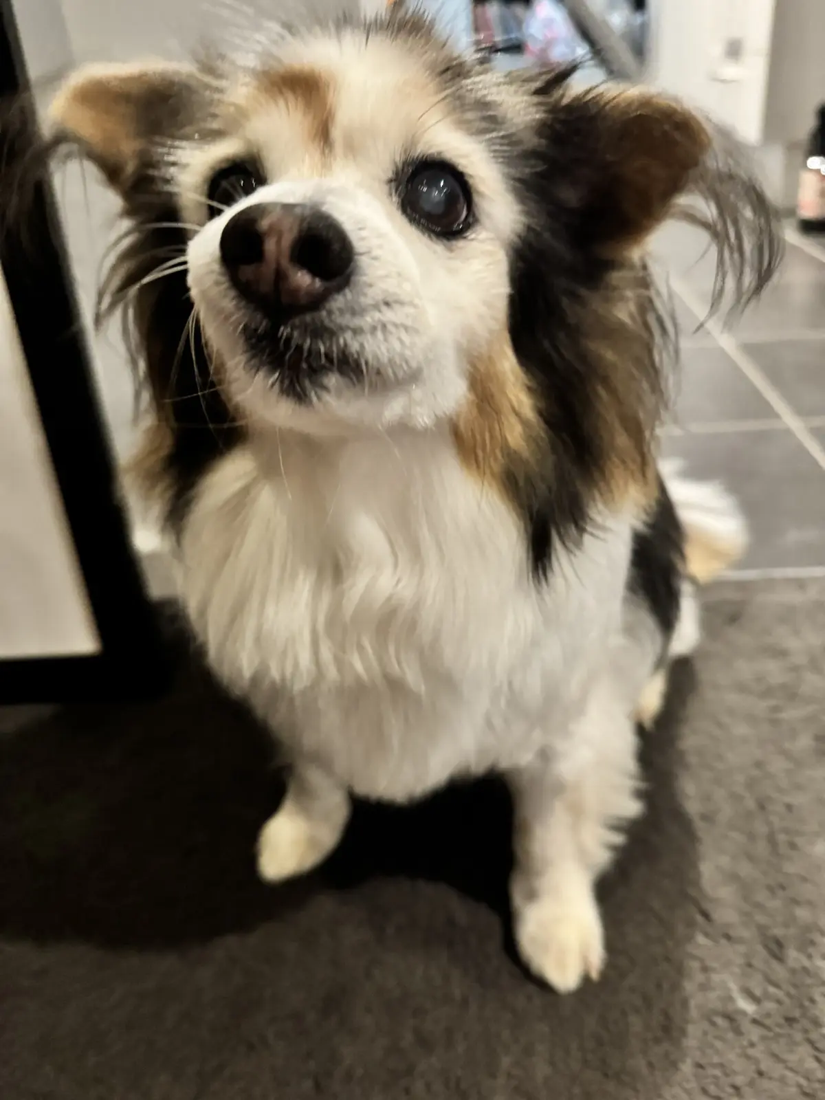 A small, fluffy dog with white, black, and tan fur sits on a dark carpet, looking up with large, expressive eyes. The dog…