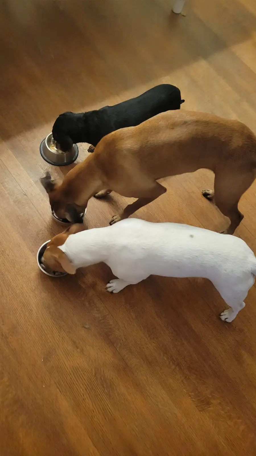 three dogs of different colors — black, tan, and white — are eating from separate metal bowls on a wooden floor, each…