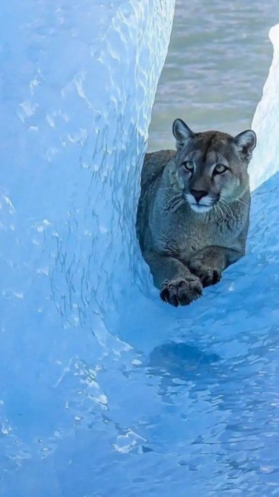 A cougar is seen peeking out from behind a large, curved blue ice formation, looking directly at the camera with a calm…