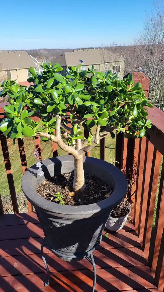 A lush, green jade plant with thick, fleshy leaves sits in a large grey pot on a wooden deck railing, with a suburban…